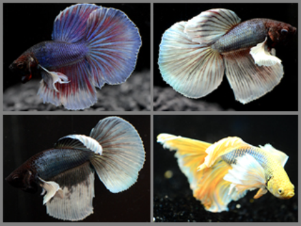 Betta male Super Delta Dumbo Ear 4cm