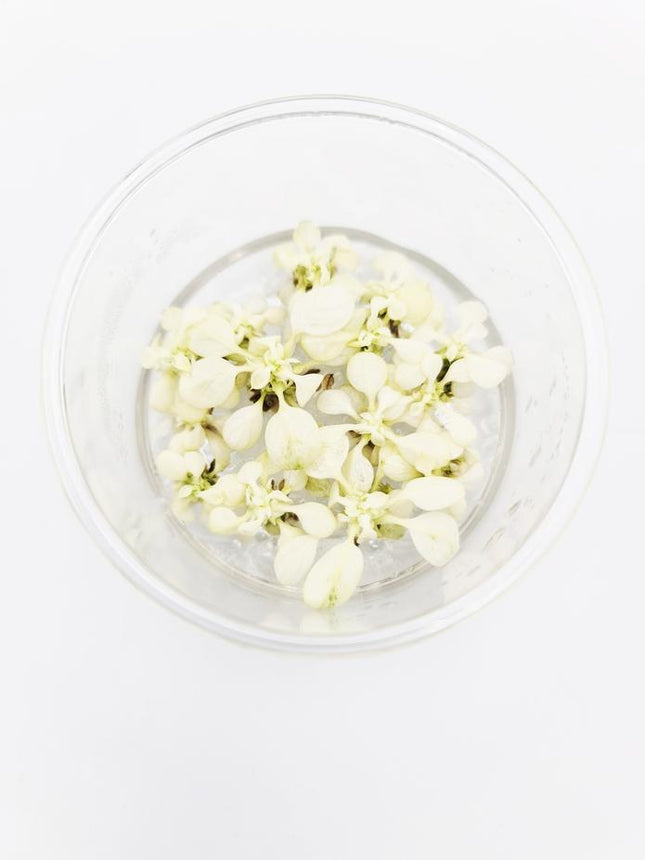 Stunning Variegated Anubias Nana Live Aquatic Plant - Easy Care Aquarium Decor