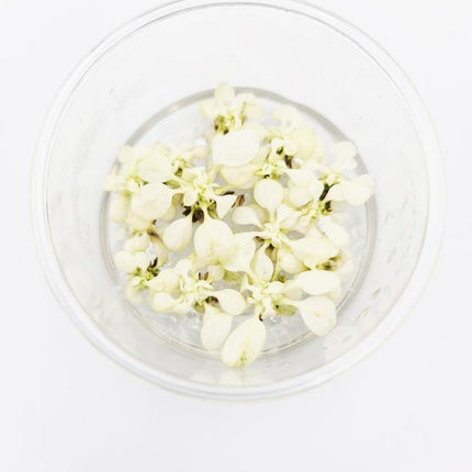 Premium Variegated Anubias Nana Live Aquarium Plant – Easy Low Light Aquatic Foliage