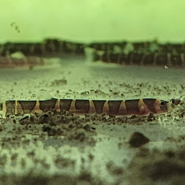 Kuhli loach 4cm