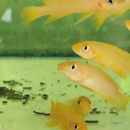 Lemon cichlid 4cm