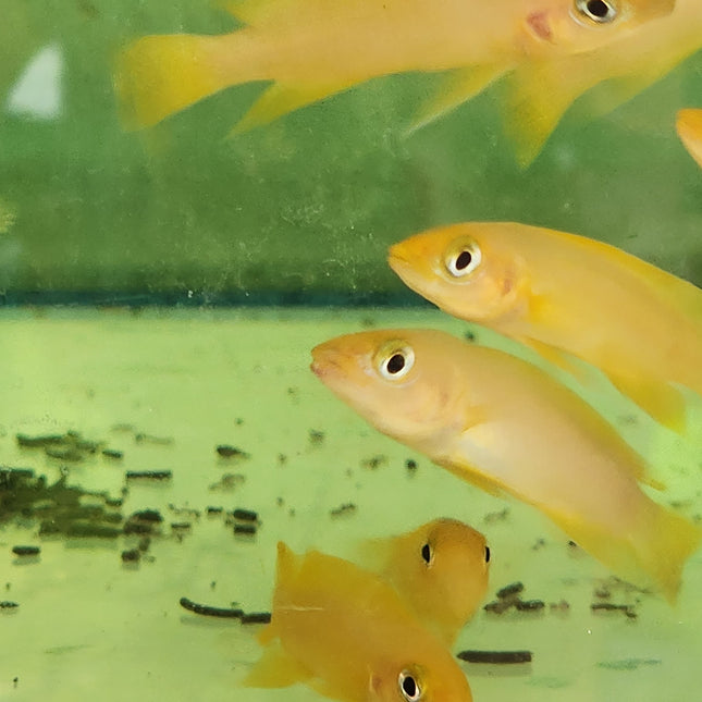 Lemon cichlid 4cm
