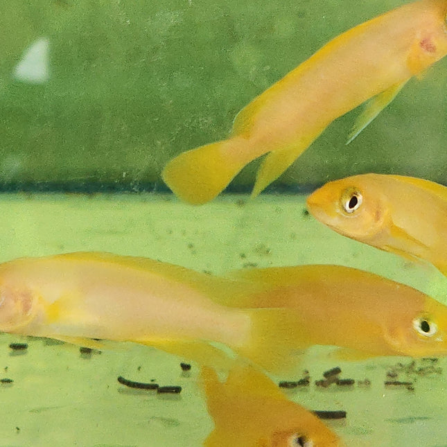 Lemon cichlid 4cm
