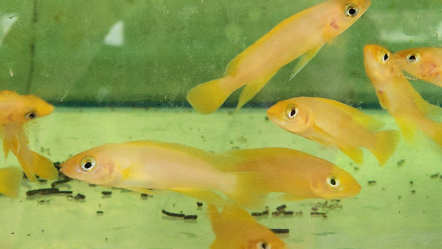 Lemon cichlid 4cm