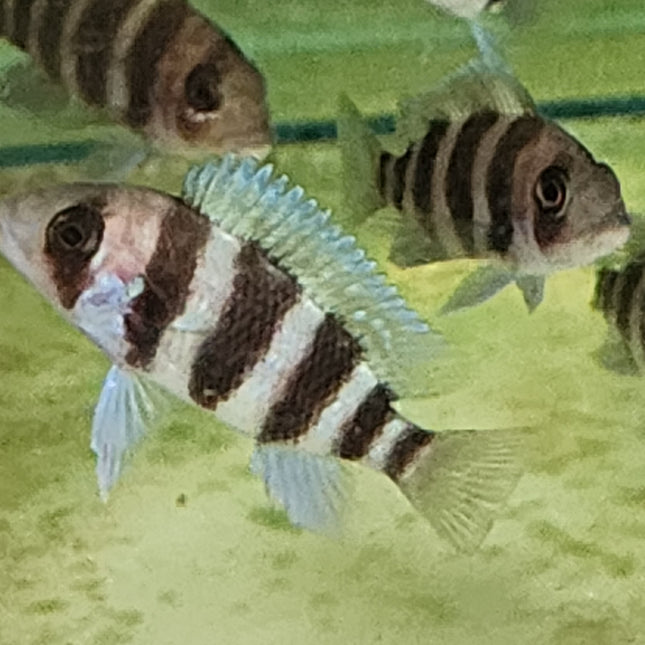 Cyphotilapia frontosa 5cm