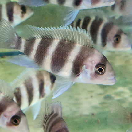 Cyphotilapia frontosa 5cm
