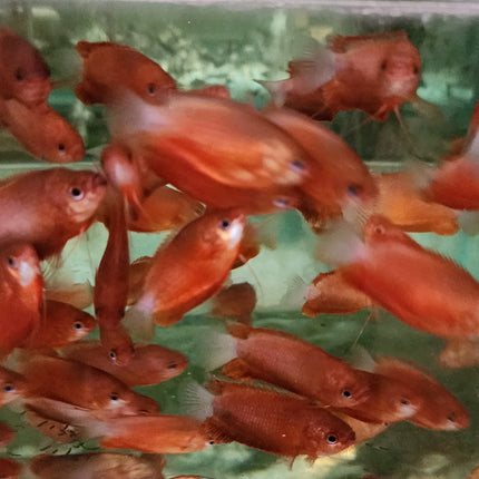 Red honey gourami 3-4cm
