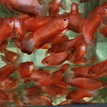 Red honey gourami 3-4cm