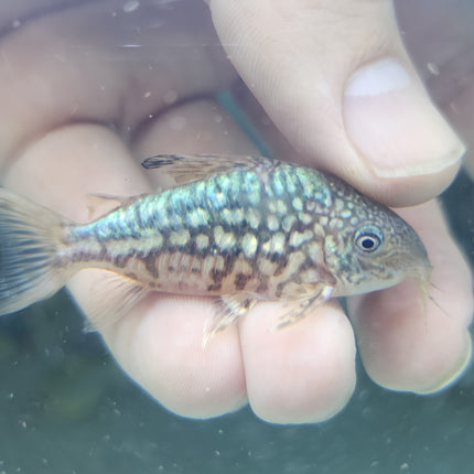 Corydoras pantalanensis 4cm