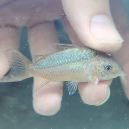 Corydoras pantalanensis 4cm