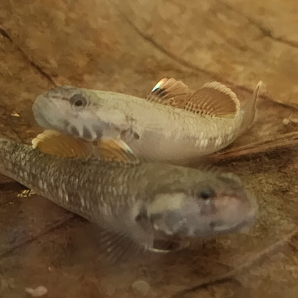 White cheek goby 3cm