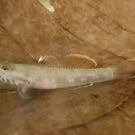 White cheek goby 3cm