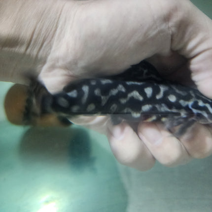 Wertheimeria maculata 12-15cm