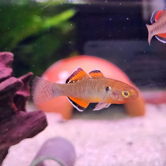 Empire gudgeon 3cm