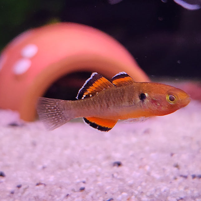 Empire gudgeon 3cm