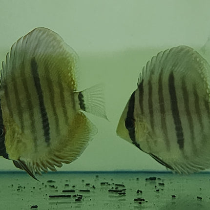 Wild Heckel Discus 3"