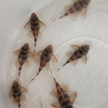 Pleco L306 4-4.5cm