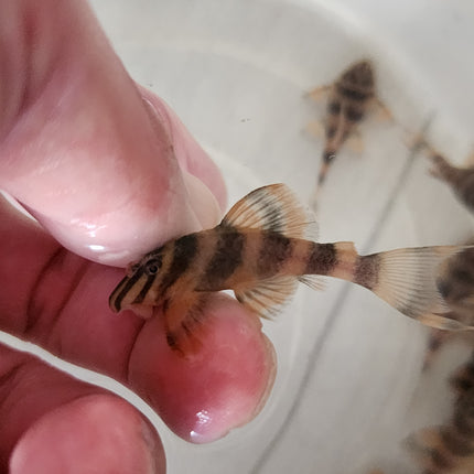 Pleco L306 4-4.5cm