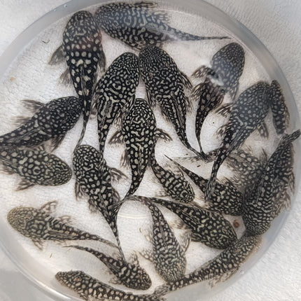 Pseudancistrus genisetiger pleco 5-6cm