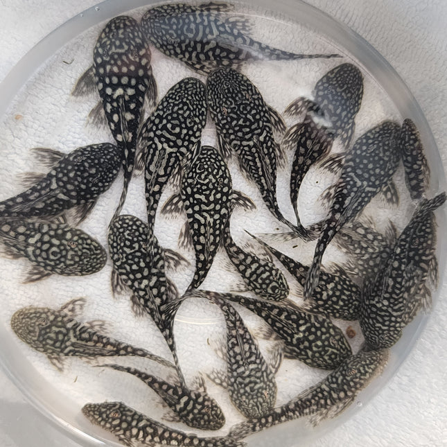 Pleco Pseudancistrus genisetiger  5-6cm