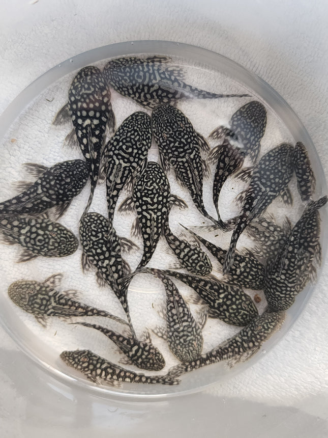 Pseudancistrus genisetiger pleco 5-6cm