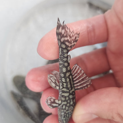 Pseudancistrus genisetiger pleco 5-6cm