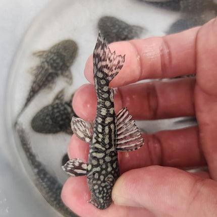Pseudancistrus genisetiger pleco 5-6cm