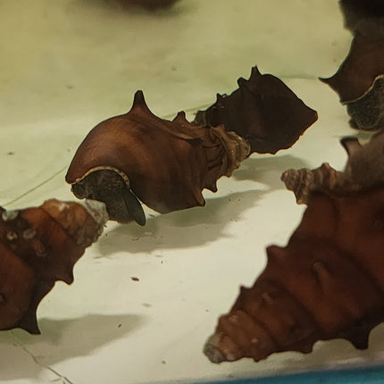 Pagoda snails 3cm