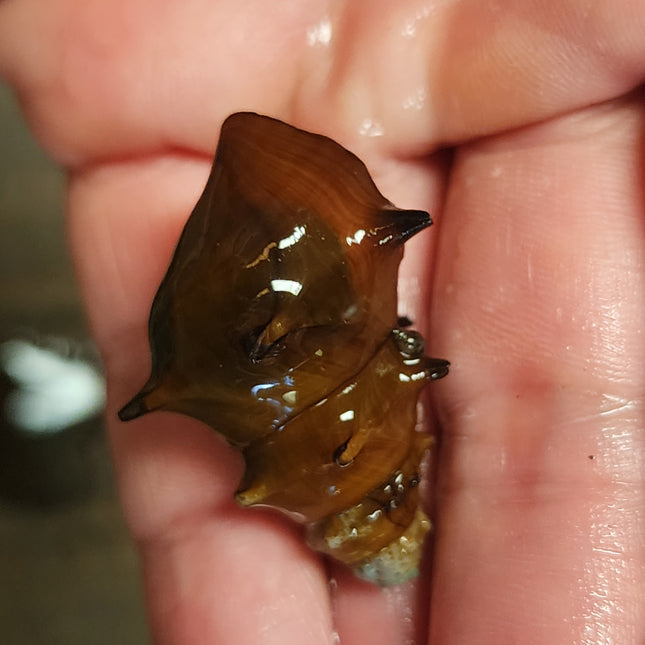 Pagoda snails 3cm