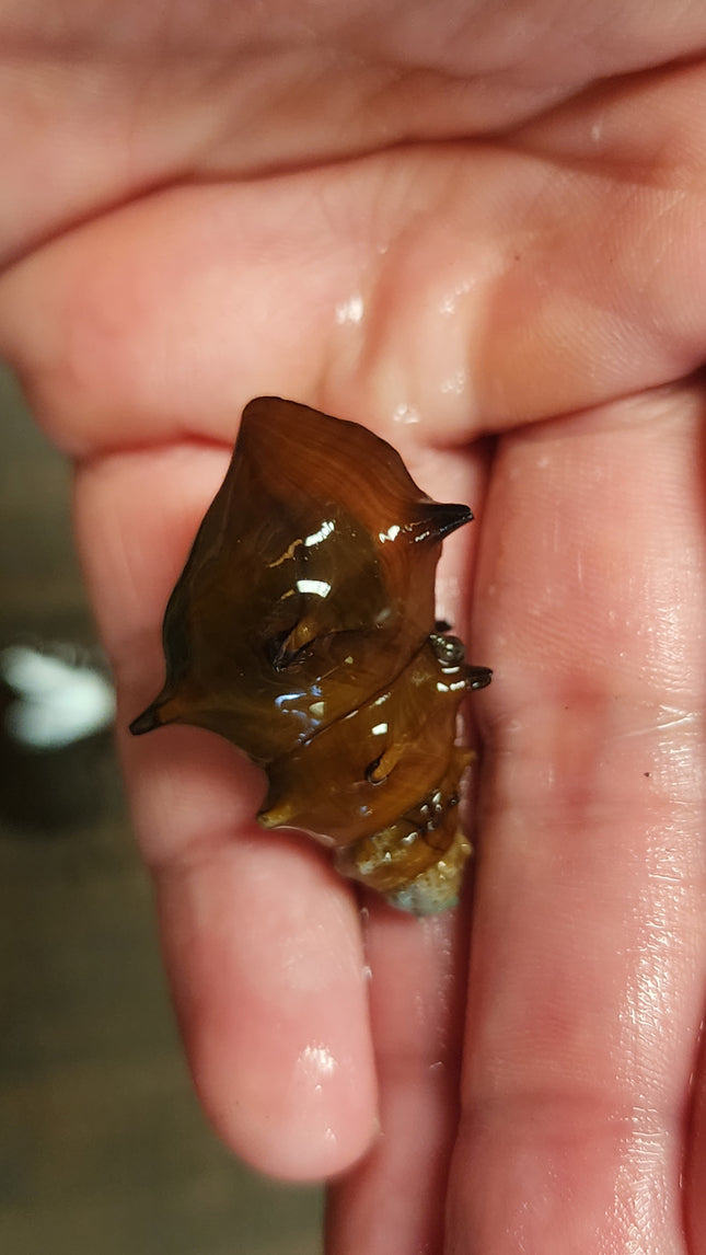 Pagoda snails 3cm