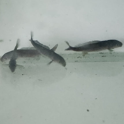 Freshwater dolphinfish 6-7cm