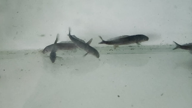 Freshwater dolphinfish 6-7cm