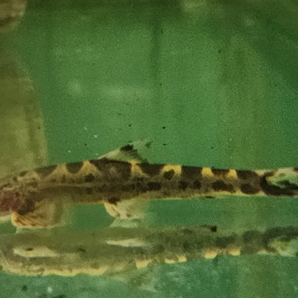 Spotted hillstream loach 7-8cm