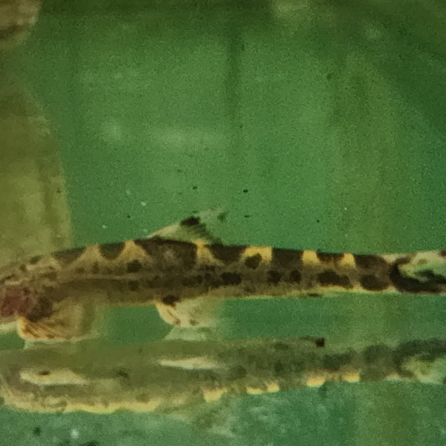 Spotted hillstream loach 7-8cm
