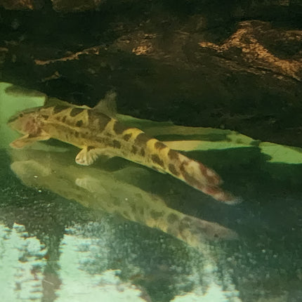 Spotted hillstream loach 7-8cm
