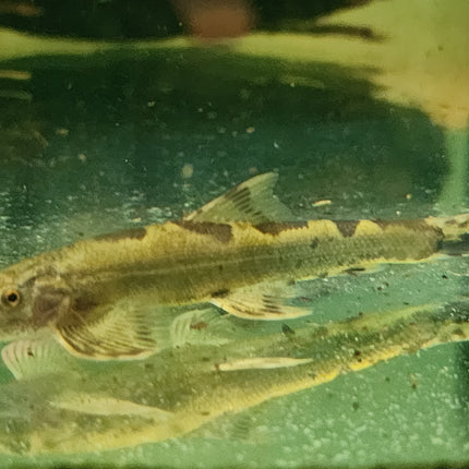 Spotted hillstream loach 7-8cm