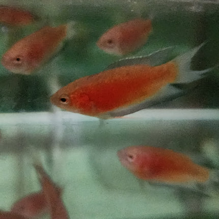 Red paradise fish 4cm