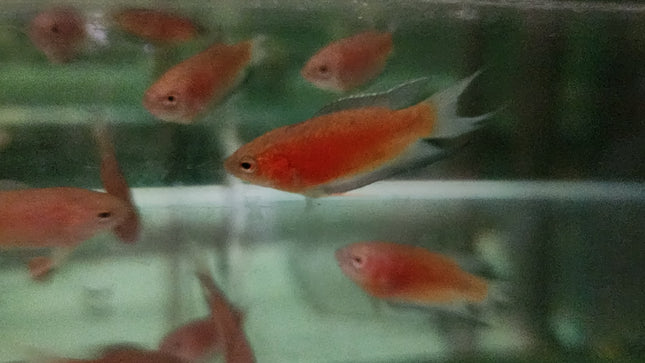 Red paradise fish 4cm