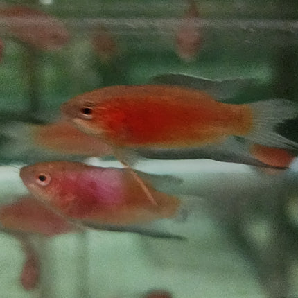 Red paradise fish 4cm