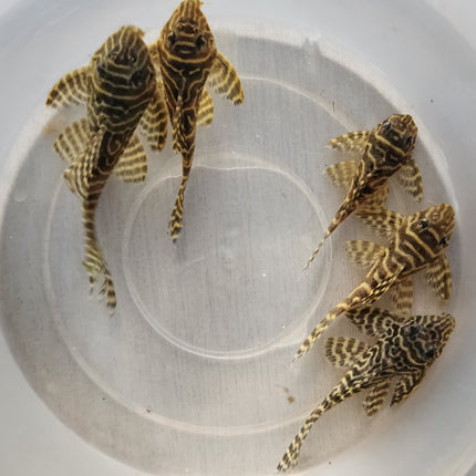 Pleco L333 5-6cm