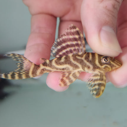 Pleco L333 5-6cm