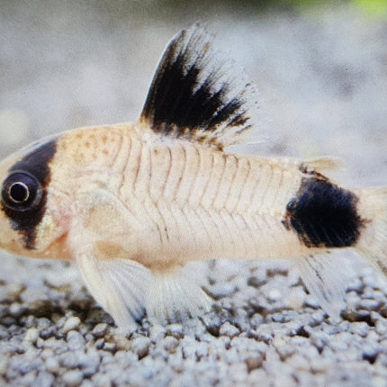 Corydoras panda 2.5cm