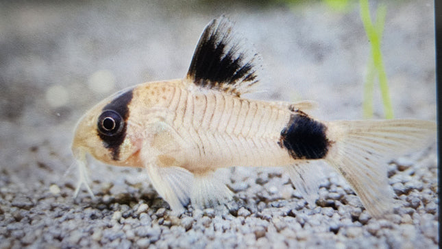 Corydoras panda 2.5cm