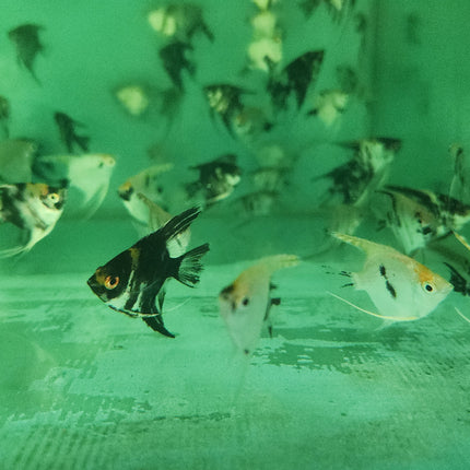 Assorted Angelfish 4-5cm