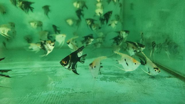 Assorted Angelfish 4-5cm