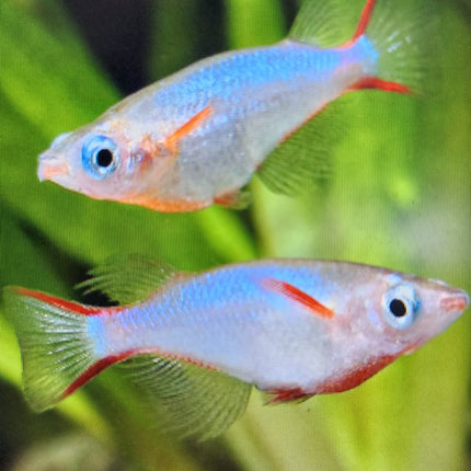 Daisy's rice fish 2cm