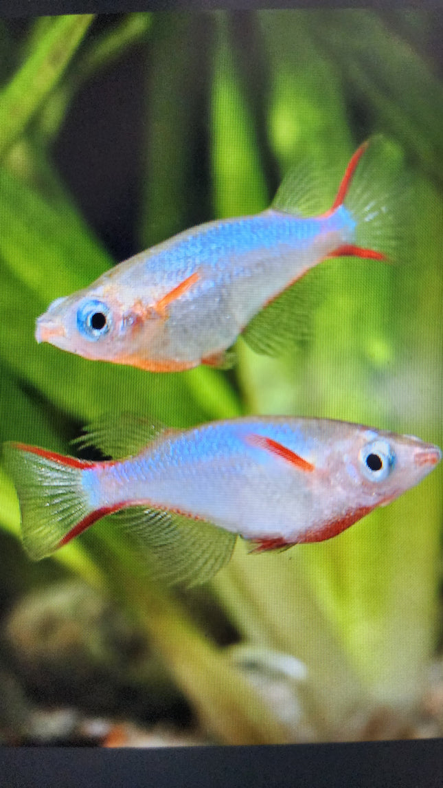 Daisy's rice fish 2cm
