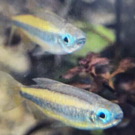 Blue eye congo tetra 3.5-5cm