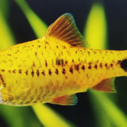 Golden barb 3cm