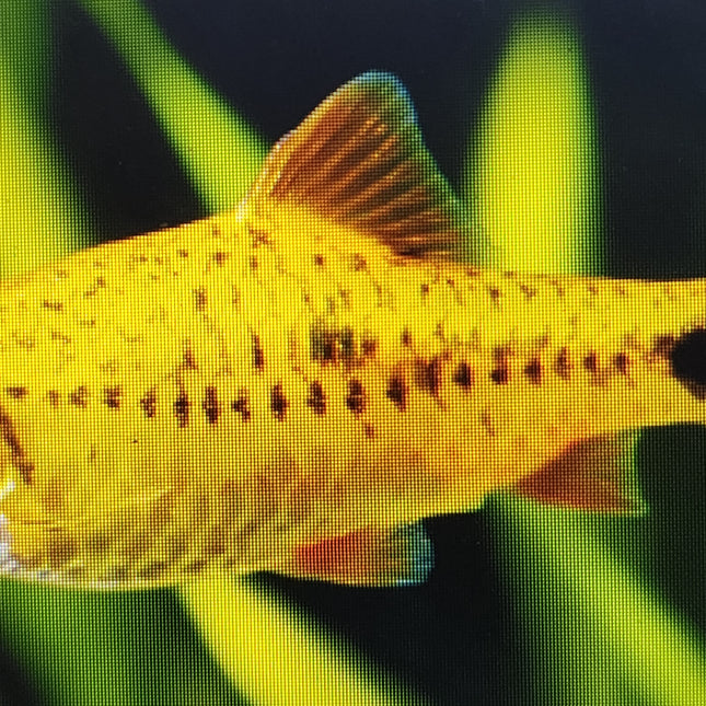Golden barb 3cm